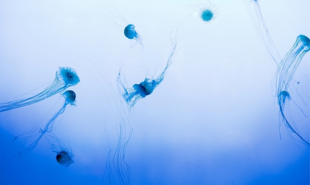 Las picaduras de medusa podrían ocasionar también reacciones alérgicas, y no sólo tóxicas