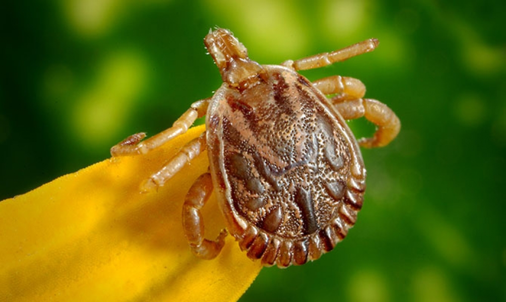 Confirmados los dos primeros casos en Europa Occidental del virus de fiebre hemorrágica Crimea-Congo