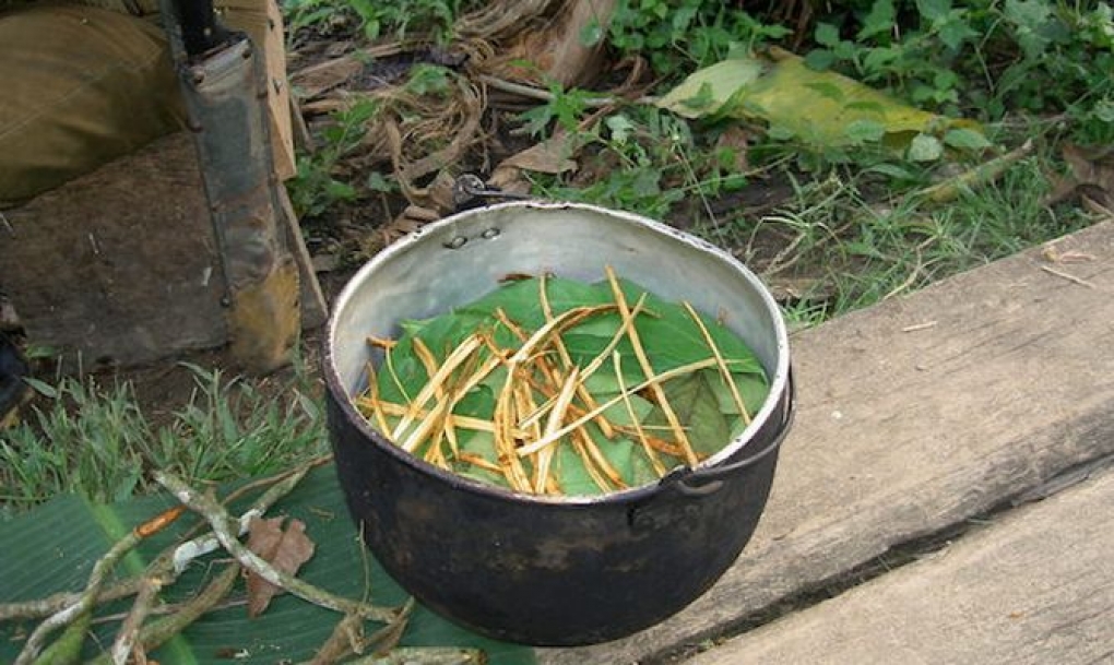 Un té amazónico fomenta la formación de nuevas neuronas