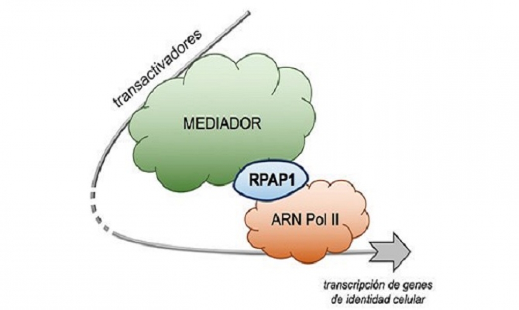 La proteína RPAP1, clave en la identidad y la viabilidad de las células