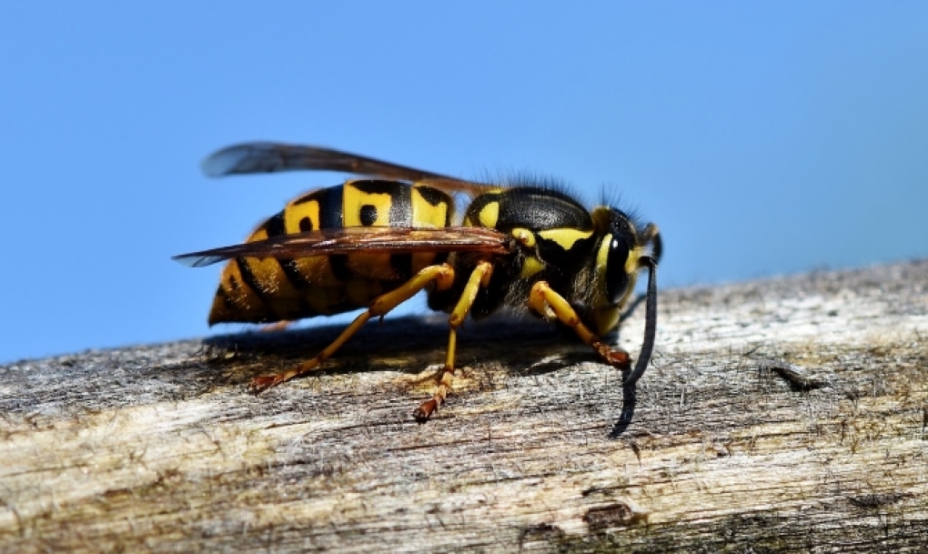 Una tercera parte de las personas que sufren una reacción alérgica grave por veneno de avispas o abejas no acude al especialista