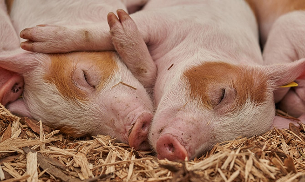 Investigadores recuperan algunas funciones del cerebro de los cerdos horas después de su muerte