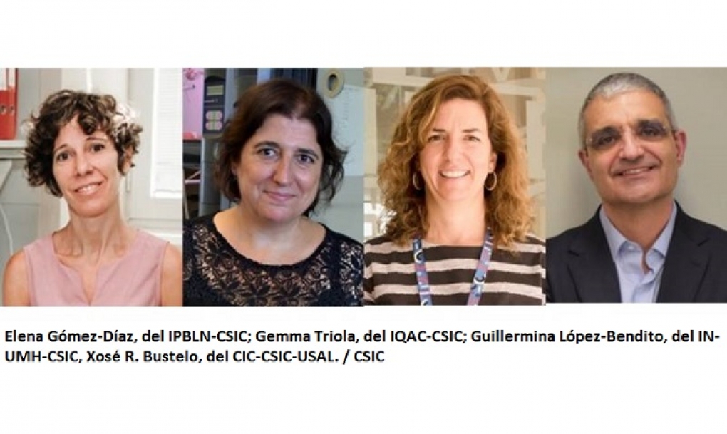 Cuatro proyectos del CSIC obtienen ayudas de ‘la Caixa’ para estudiar la malaria, el cáncer y el cerebro