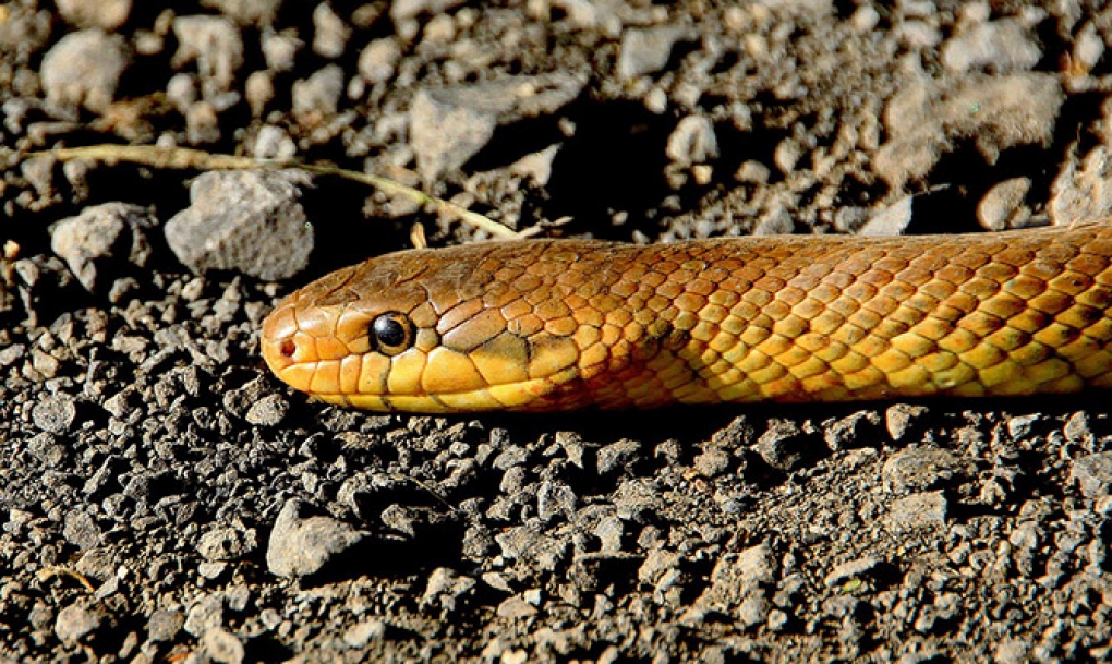 La OMS alerta de falta de antídotos para las mordeduras de serpiente que causan hasta 138.000 muertes cada año