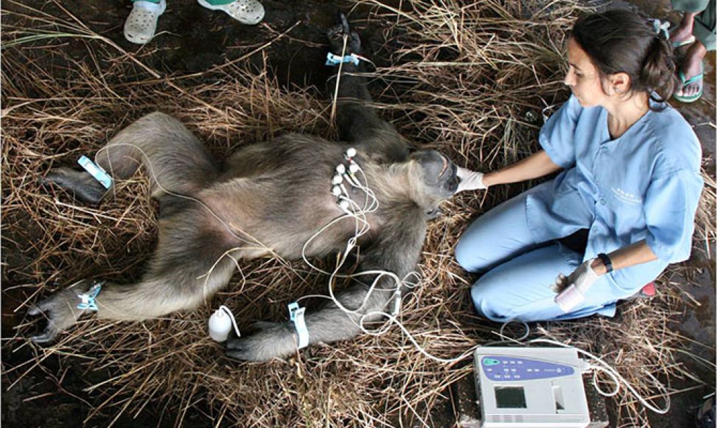 El electrocardiograma puede prevenir la muerte súbita del chimpancé