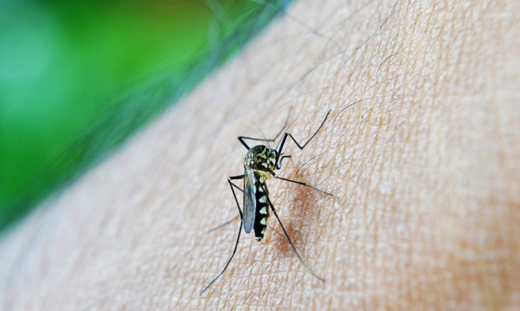 Descubren cómo el parásito de la malaria se defiende de la fiebre