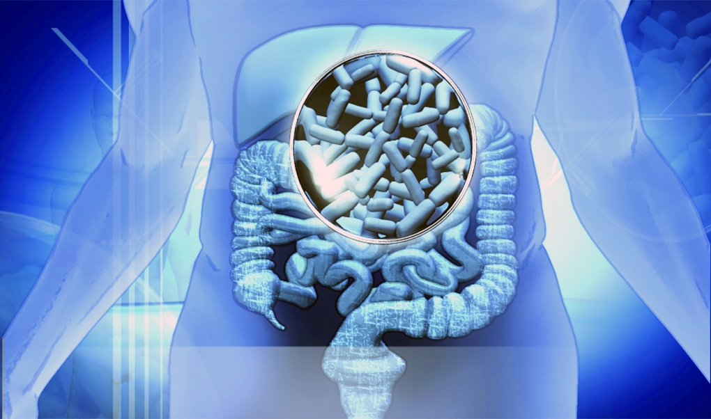 La microbiota intestinal tiene un papel trascendental en el desarrollo de la hepatitis alcohólica