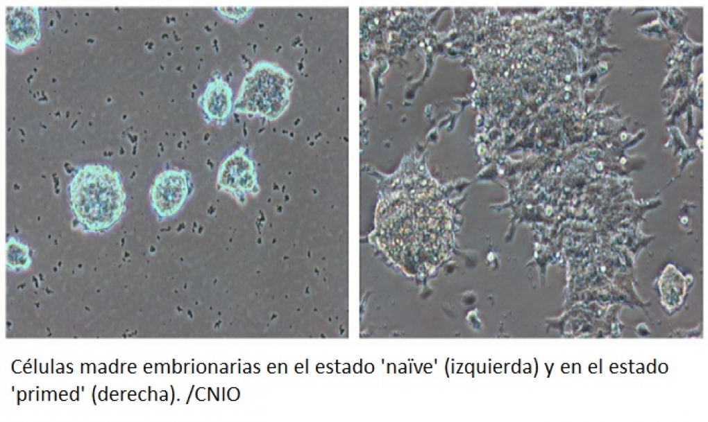 El CNIO describe cómo las células madre embrionarias mantienen el estado óptimo para su uso en medicina regenerativa