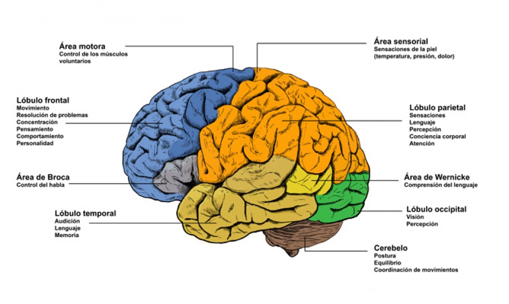 Descubren cómo activar la acción antidepresiva en el cerebro
