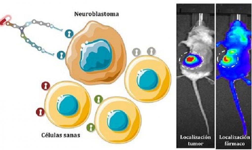 Desarrollan moléculas sintéticas capaces de dirigir fármacos al neuroblastoma, uno de los tumores infantiles más agresivos