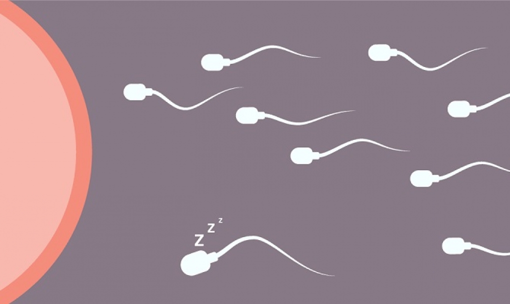 La infertilidad masculina puede provocar cáncer de testículo o de próstata