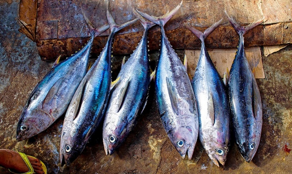 Los españoles son los europeos que más mercurio tienen en su organismo por el consumo de pescado