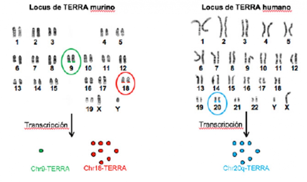 Las moléculas TERRA son determinantes en la conservación de los telómeros