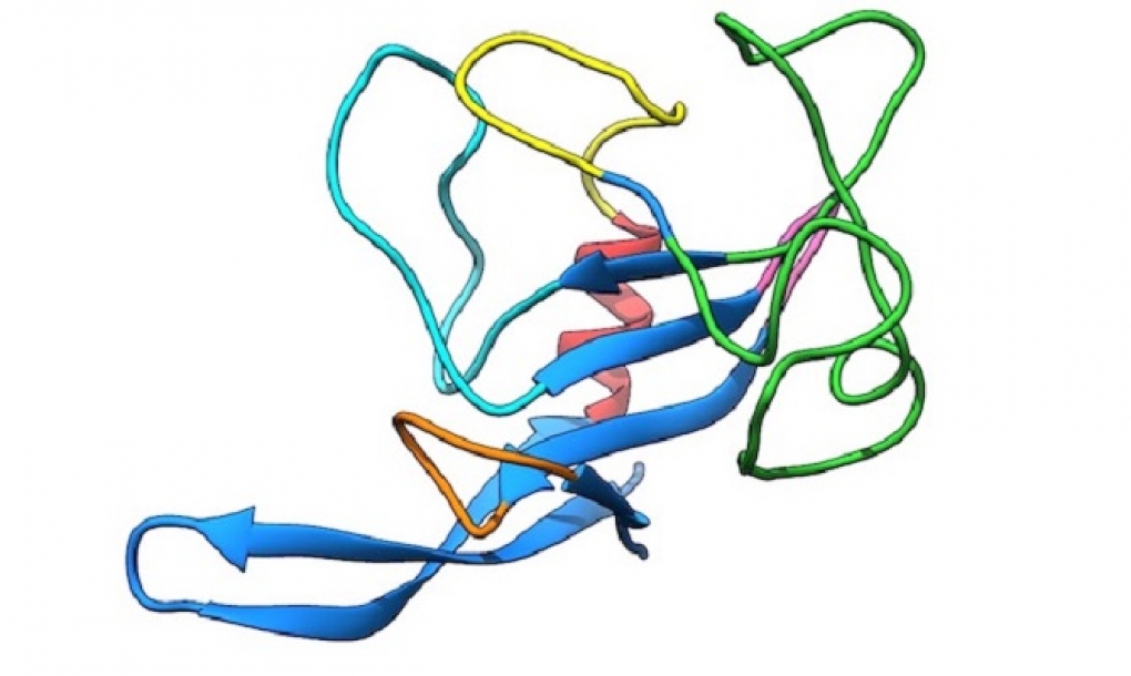 El mecanismo de las ribotoxinas para detener la síntesis de proteínas, clave en enfermedades del ribosoma
