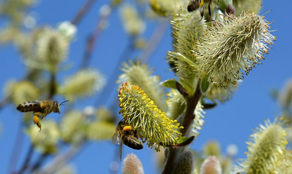 Los alérgicos al polen se enfrentan a una primavera de intensidad moderada en Castilla y León