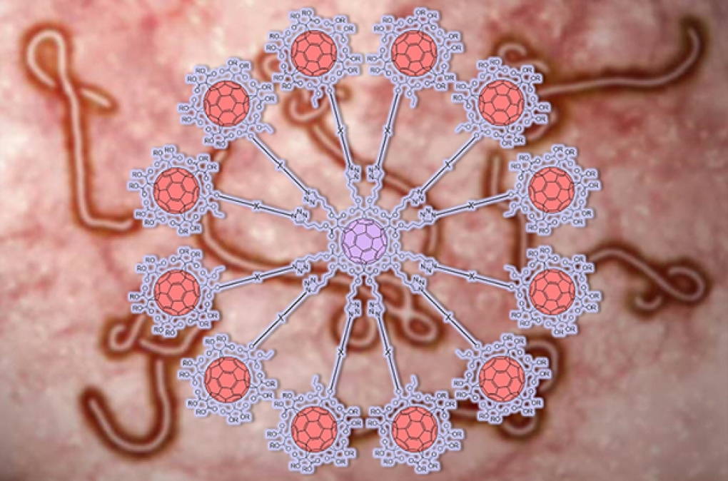 Un equipo de investigadores logra inhibir la infección del virus del ébola al bloquear un receptor implicado en su desarrollo
