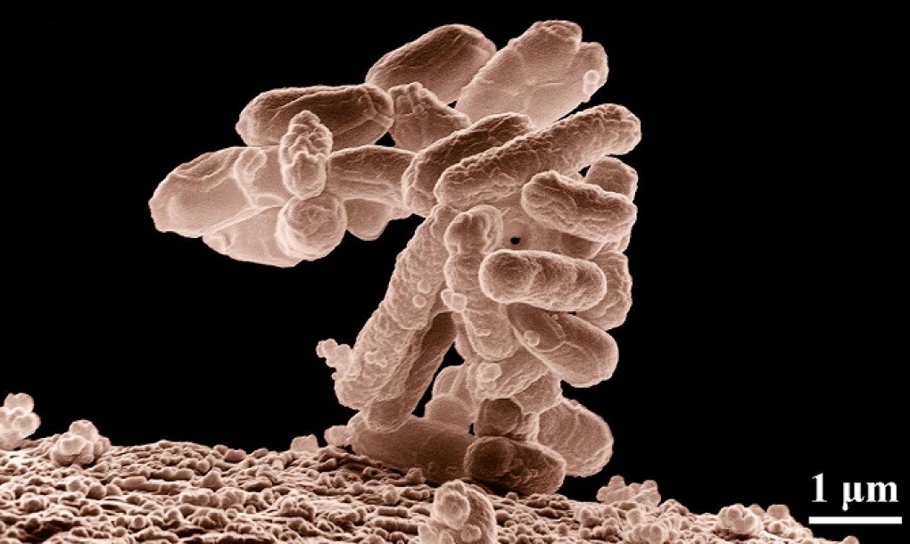 Bacteria sintética que resiste a los virus