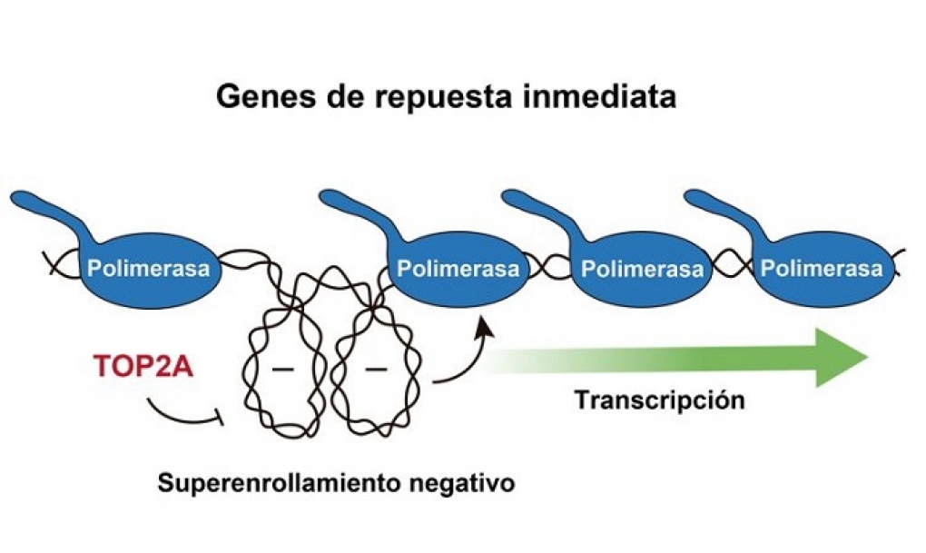 La propia estructura del ADN participa activamente en la regulación del genoma