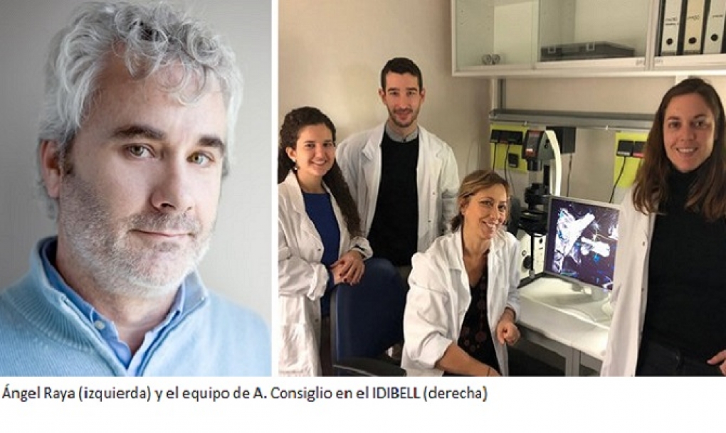 Las células gliales defectuosas se vinculan al párkinson