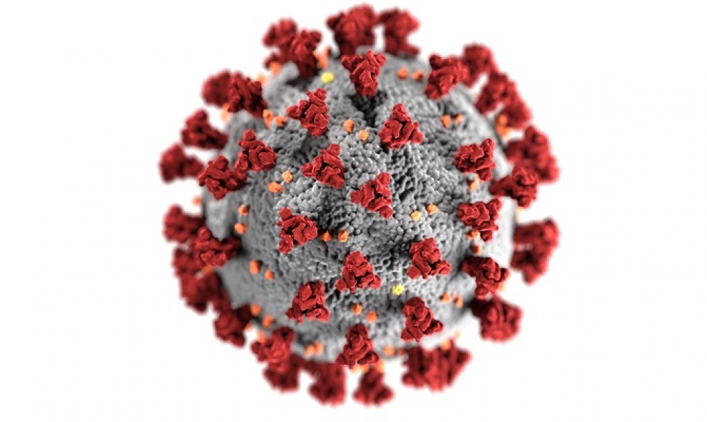 El CSIC participa en el desarrollo de un clon infectivo del SARS-CoV-2 para estudiar su biología molecular