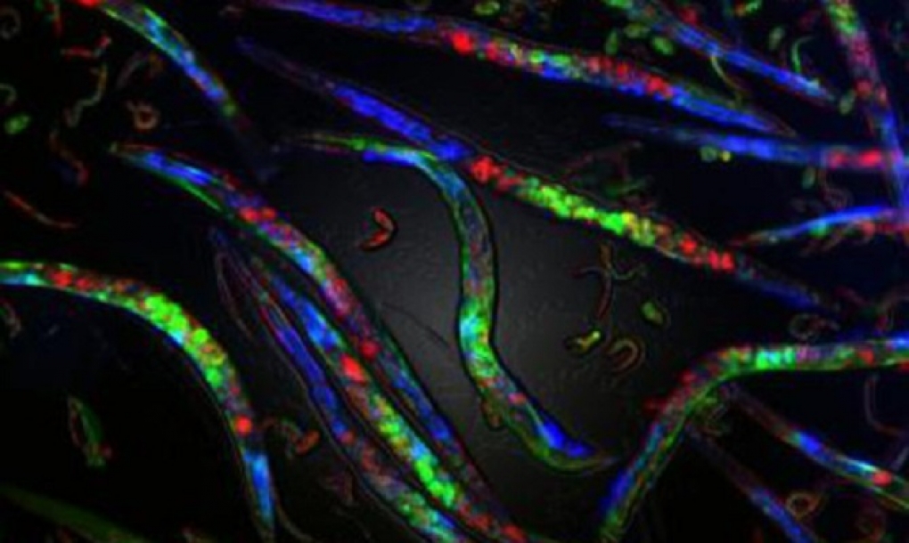 Problemas en la replicación del ADN causan cambios epigenéticos que pueden heredarse hasta cinco generaciones