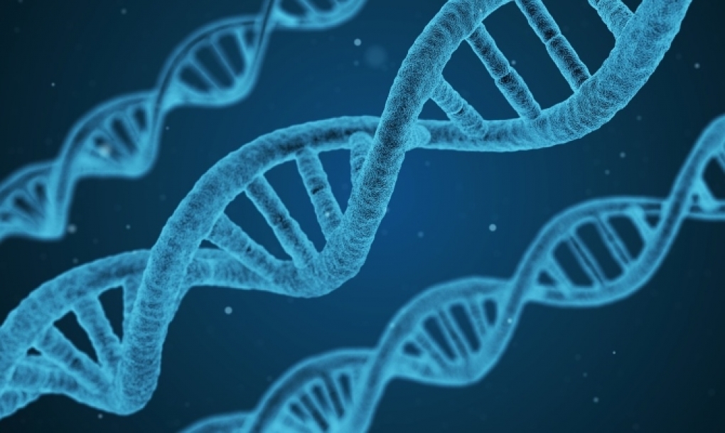 Un equipo internacional liderado por el CNIO desvela que el genoma humano podría contener un 20% menos de genes