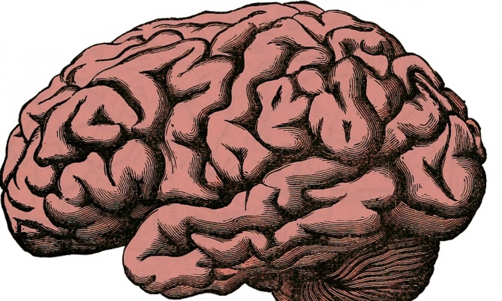 El cerebro se sirve de distintos ritmos de ondas lentas y rápidas para adaptarse a las demandas cognitivas