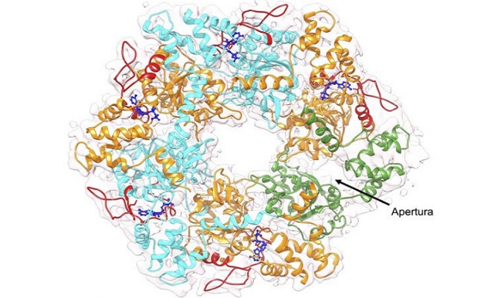 Resuelto el enigma del motor energético de una proteína crucial para el cáncer