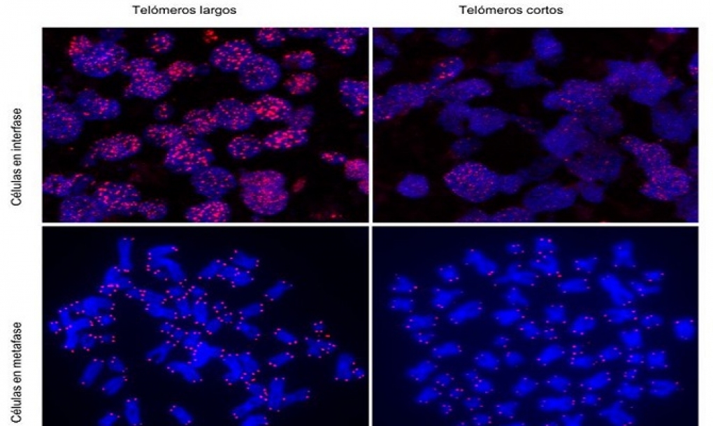 Un estudio del CNIO relaciona la enfermedad Covid-19 grave con los telómeros cortos