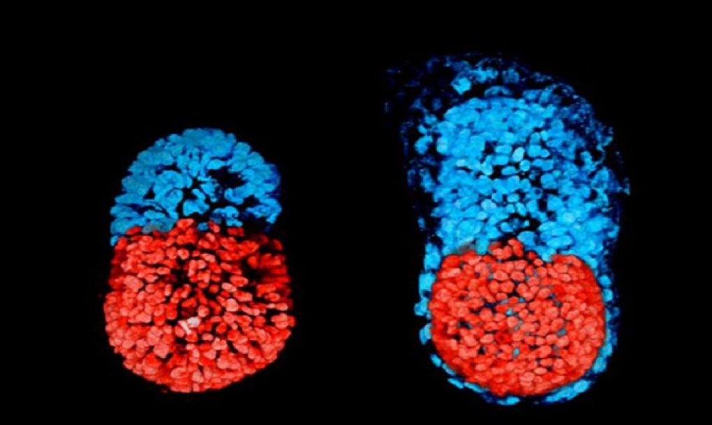 Creado el primer embrión artificial de ratón con células madre