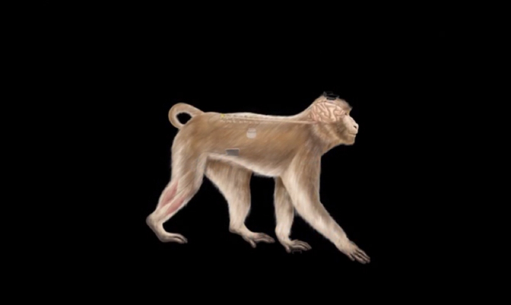 Monos con parálisis vuelven a caminar con un chip que conecta cerebro y médula