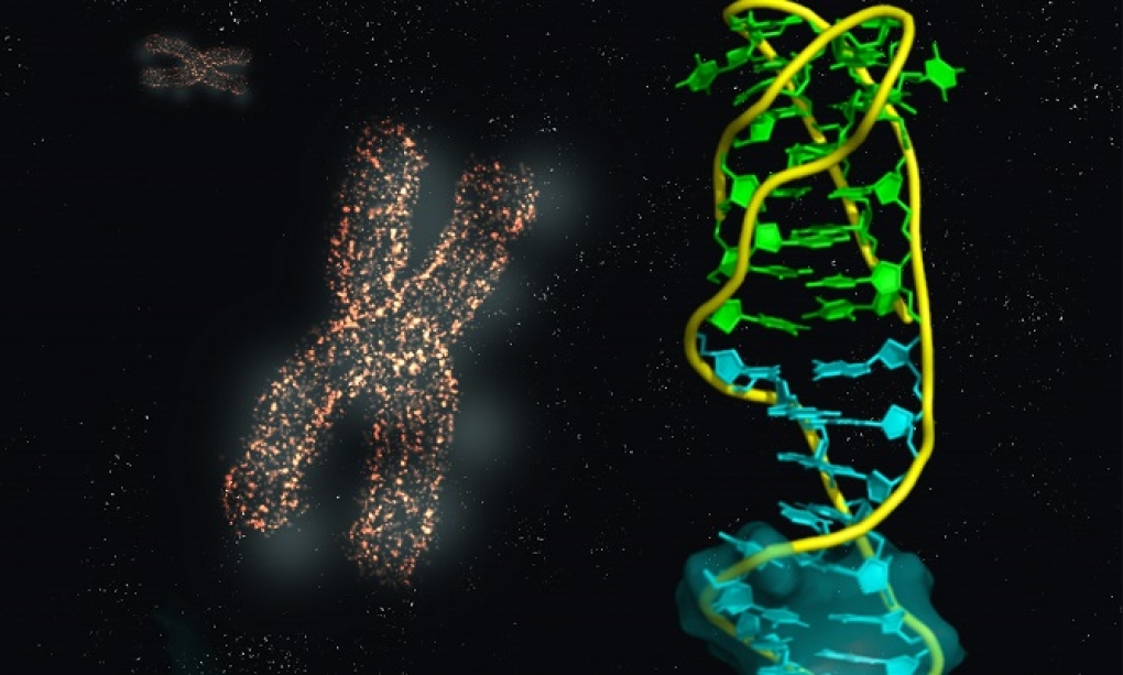 Científicos del CSIC describen la estructura de las uniones entre diferentes tipos de ADN