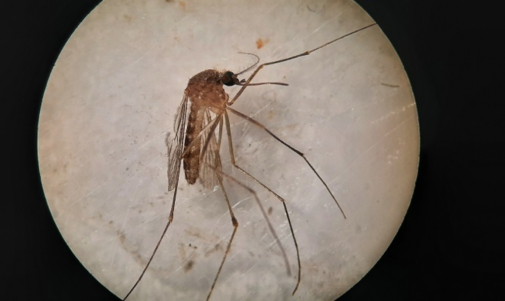 Monitorizan la circulación del virus del Nilo en el Guadalquivir para prevenir brotes