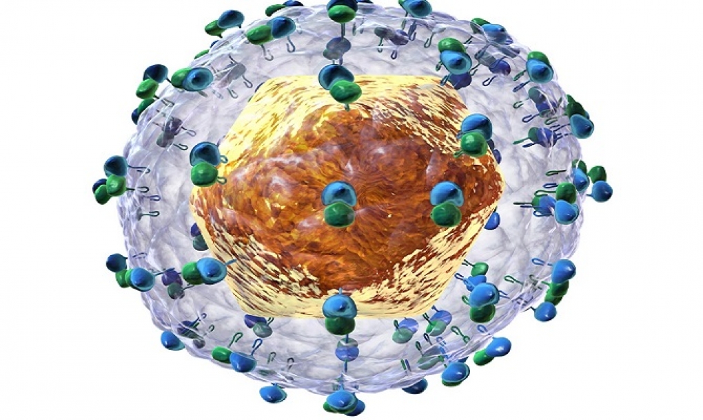 Hallada una molécula natural que inhibe la replicación del virus de la hepatitis C