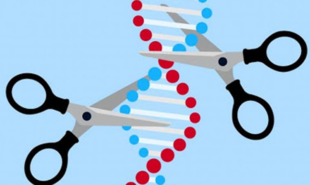 Una nueva herramienta CRISPR ultracompacta revela el primer virus con antivirus