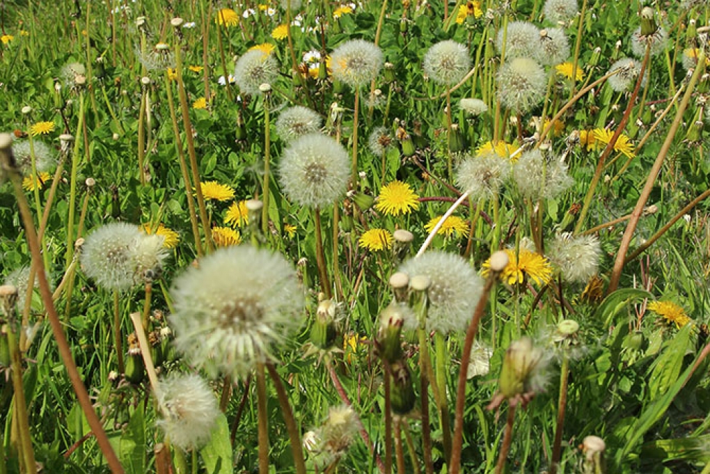 Los alérgicos al polen se enfrentan a una primavera menos intensa