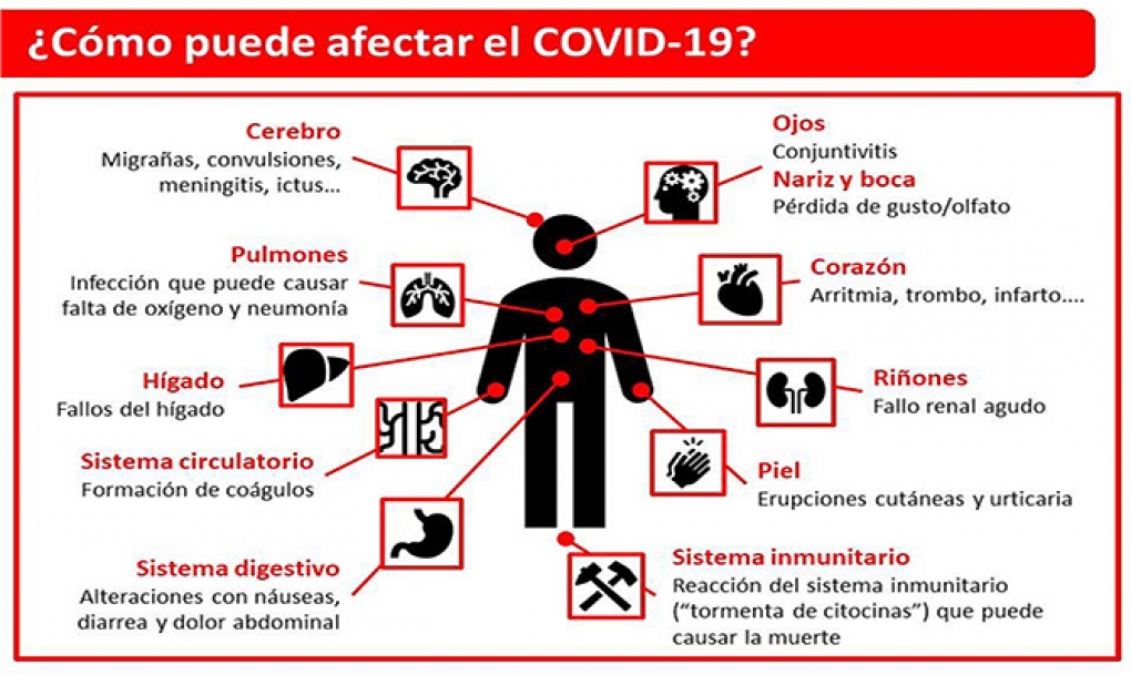 COVID-19: una enfermedad de múltiples caras que desafía al sistema inmunitario
