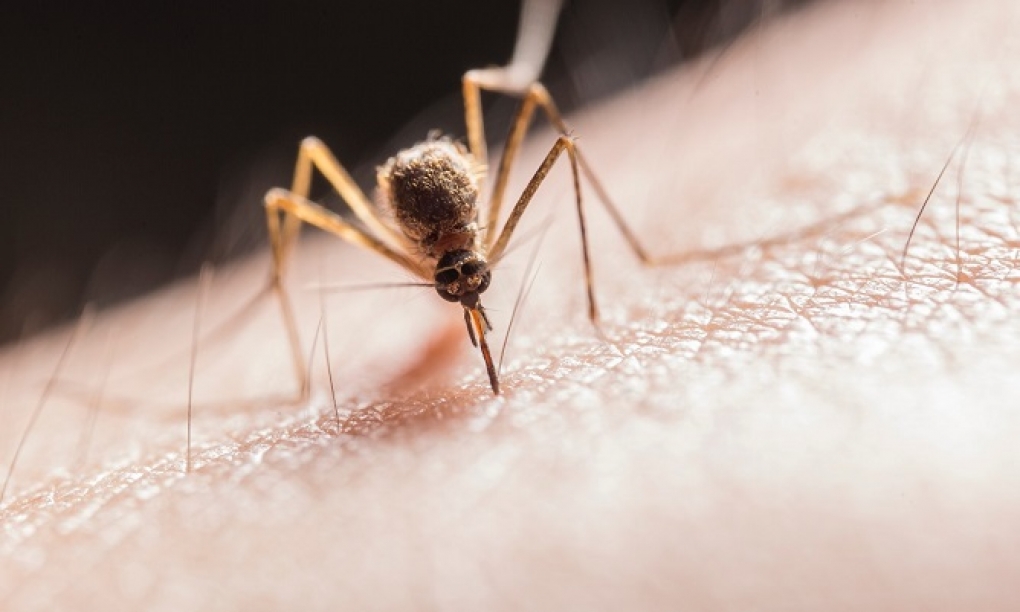 Los expertos avisan del estancamiento de los avances contra la malaria