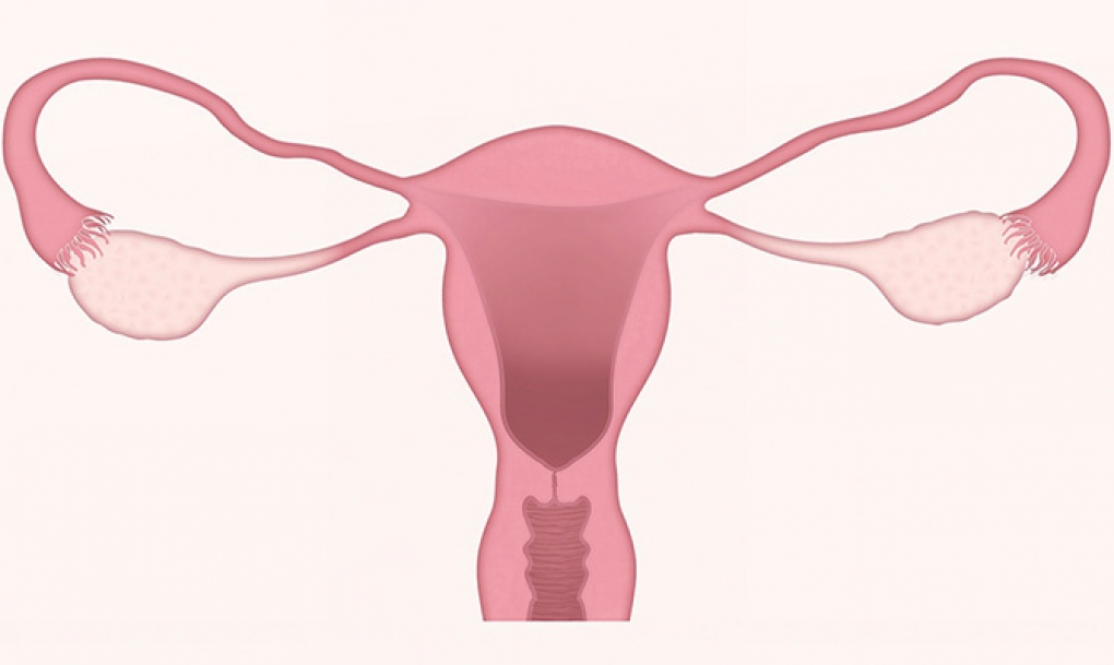 Decodifican por primera vez el comportamiento celular del endometrio