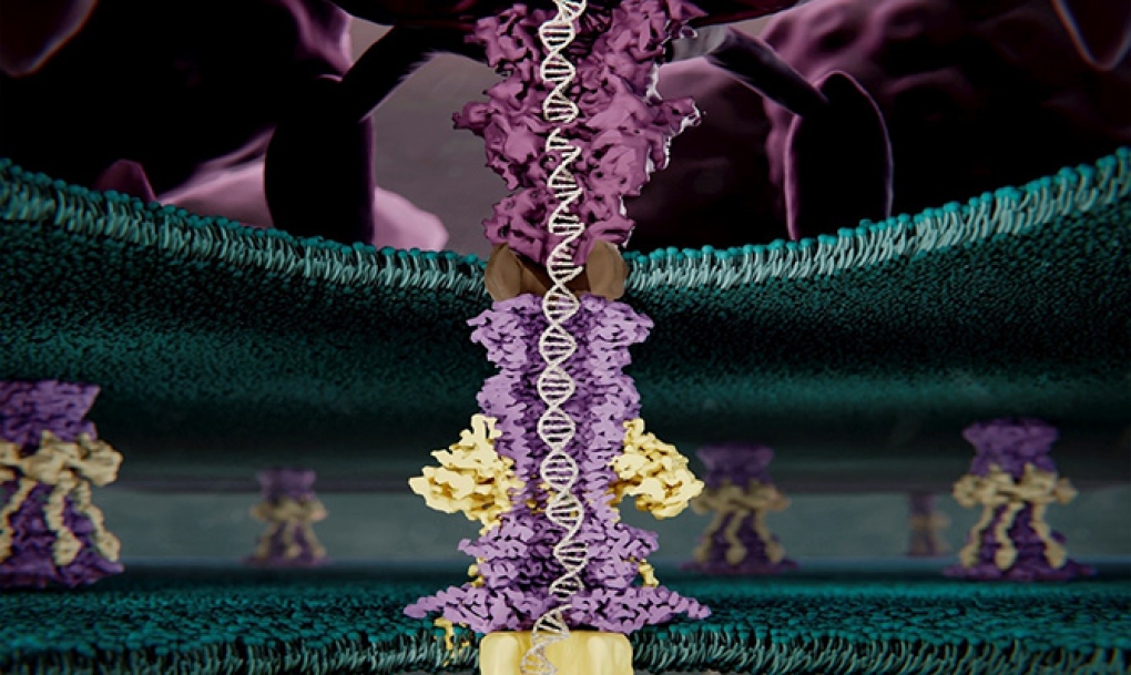 Desvelada la estructura proteica que permite que los virus bacteriófagos infecten a la bacteria E. coli