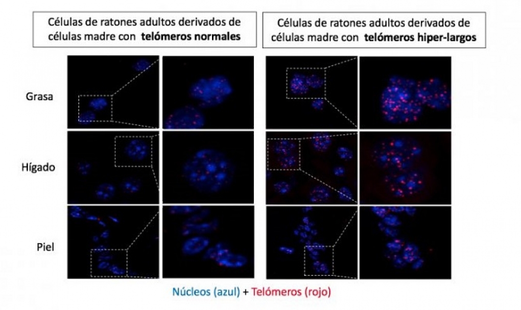 El CNIO consigue ratones nacidos con telómeros hiperlargos y demuestra que es posible prolongar la vida sin modificar los genes