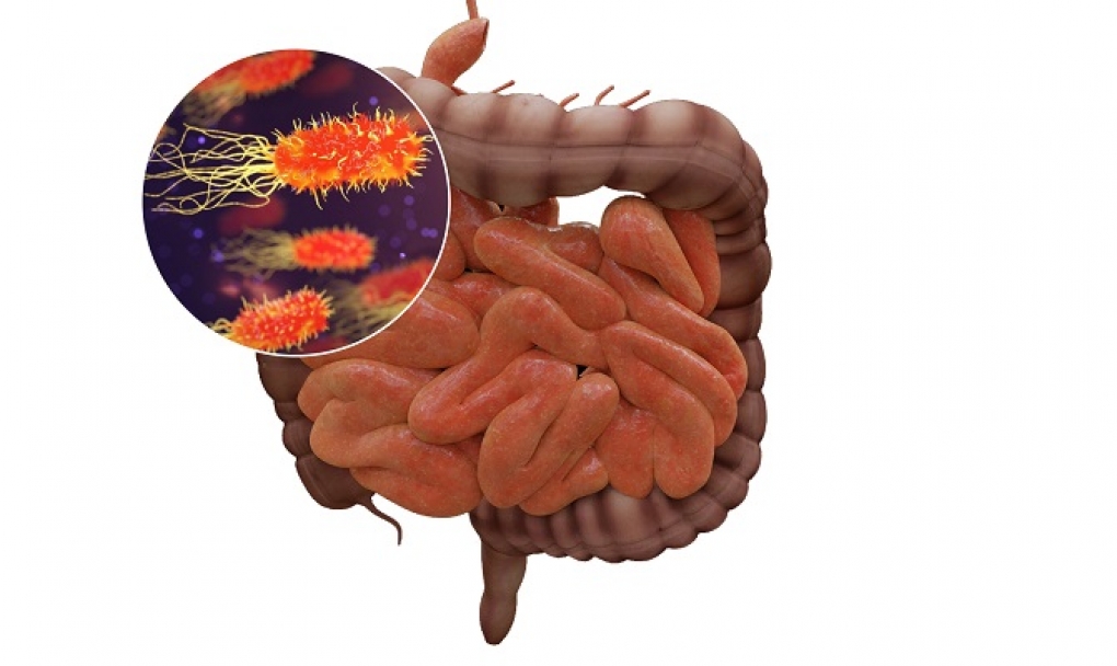 El CSIC estudia la influencia del microbioma intestinal en la respuesta inmune a la infección por COVID-19