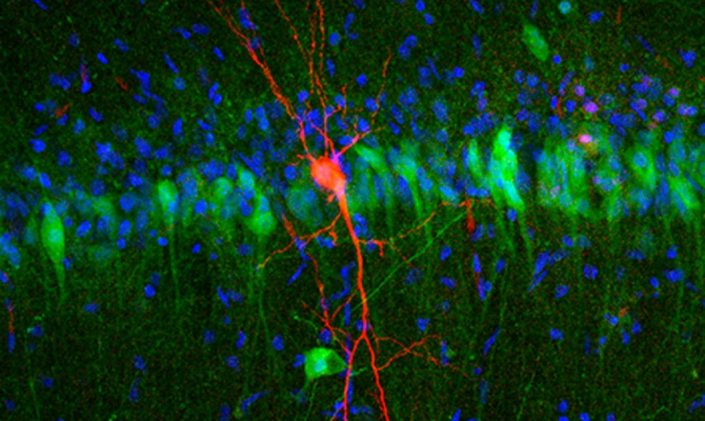 Dos capas de neuronas consolidan la memoria en el hipocampo cerebral