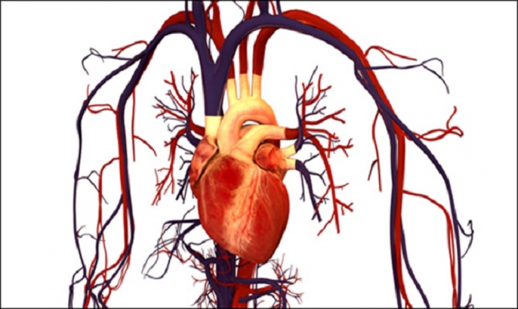 La grasa situada alrededor del corazón predice el riesgo de enfermedad cardiovascular y diabetes tipo 2