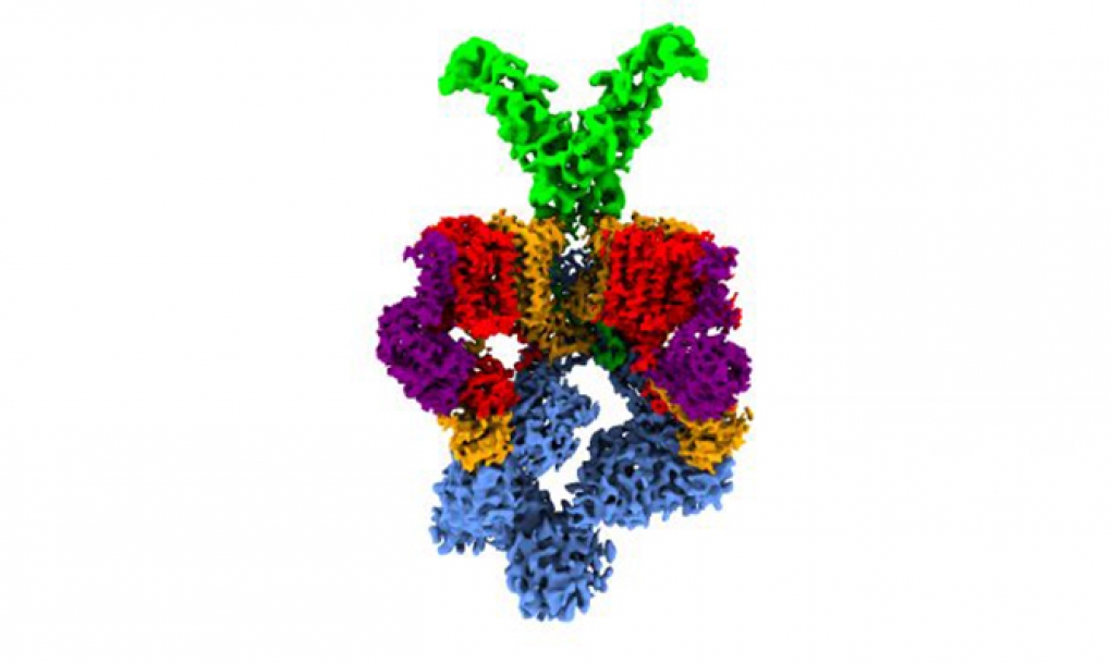 Resuelta la estructura 3D de la &#8216;nanomáquina&#8217; que da virulencia a la tuberculosis