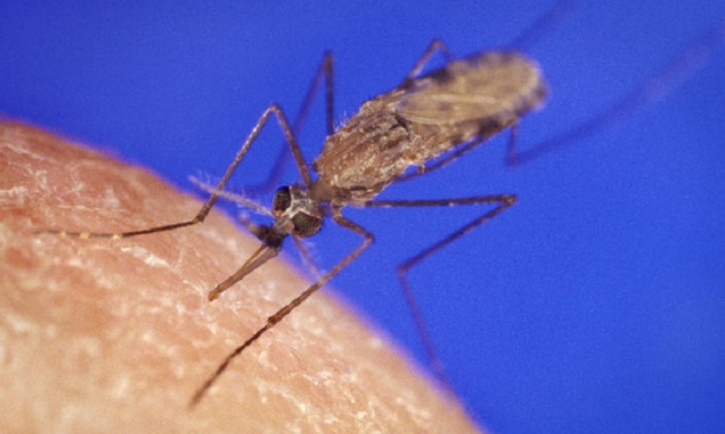 Crean el primer mapa celular del parásito de la malaria
