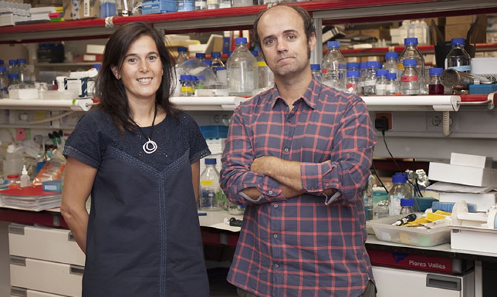 Investigadores del CNIO descubren un gen esencial para el proceso de copia del ADN