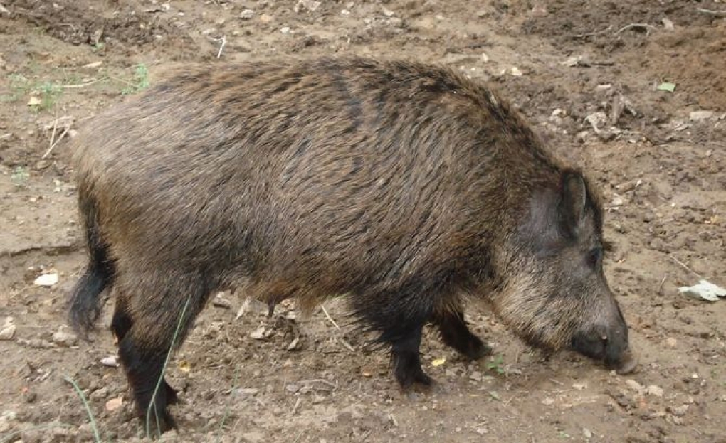 Confirmado un caso por triquinosis en Ciudad Real tras consumir carne de jabalí de una cacería