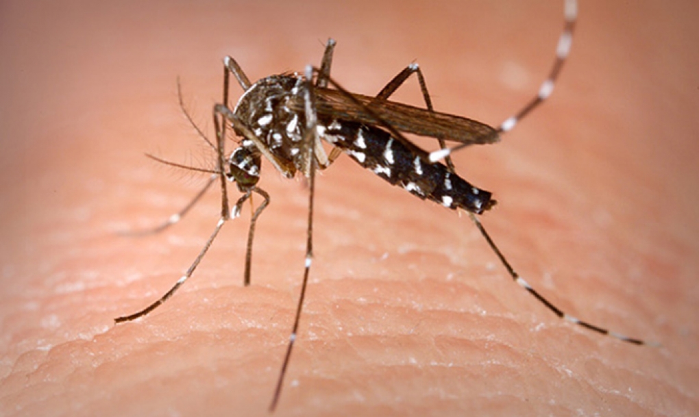 Sanidad notifica siete casos importados de zika en España, entre ellos el de una embarazada