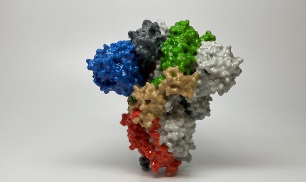 Un estudio examina la interacción de las proteínas del coronavirus y la célula infectada para lograr dianas terapéuticas